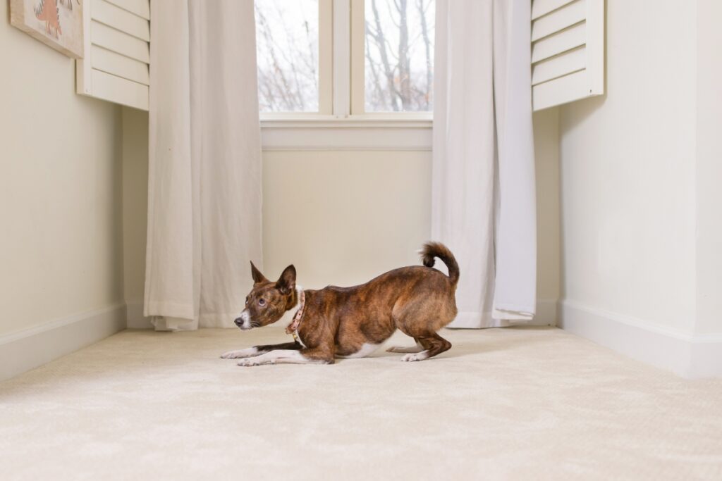 Pet Stain & Odor Removal Calgary: Why DIY Cleaning Fails